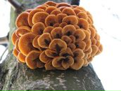 Zelim Debi фотография #6 (источник - https://vk.com/id2827237)