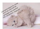 Ліля Фучко фотография #3 (источник - https://vk.com/id51533785)